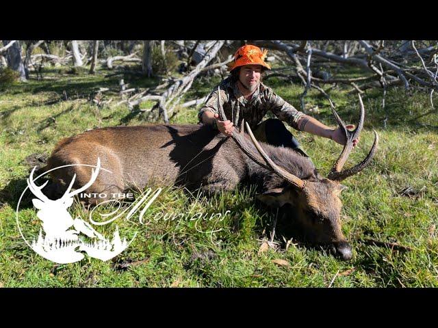 Sambar deer hunting, Vic high country (big stag backpack hunt)