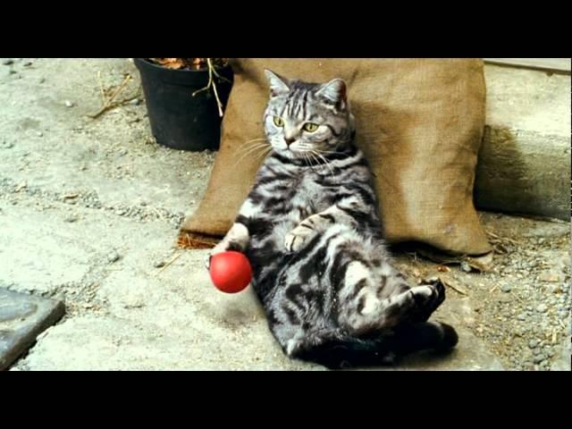 Comedy Gala Ad Hijack | Cravendale | Channel 4