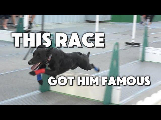 This race got the 4th dog FAMOUS