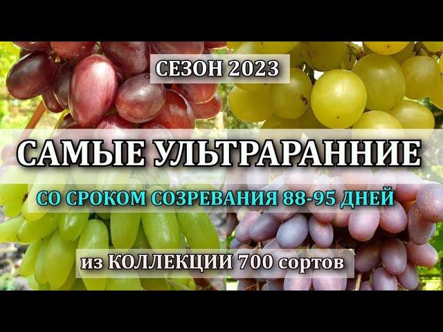 СЕЗОН 2023 КАКИЕ СОРТА САМЫЕ РАННИЕ в коллекции из 700 сортов винограда