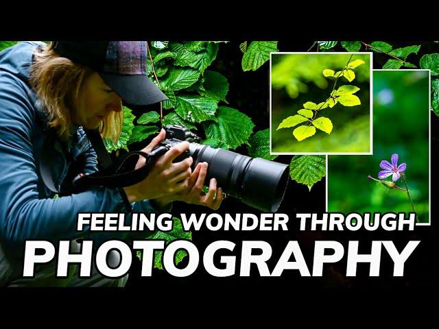 Developing A Sense Of Wonder | Nature Photography In An Ancient Woodland 