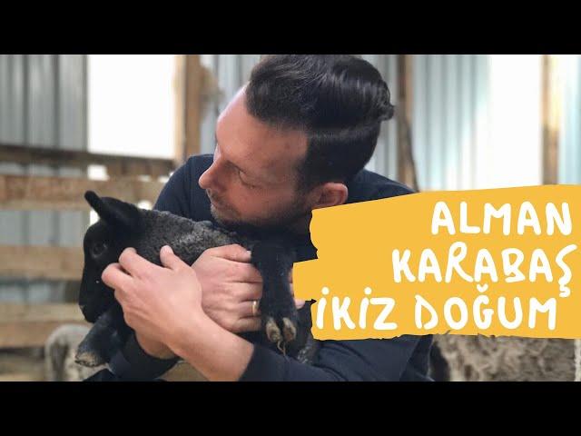 ALMAN KARABAŞ DOĞUM ANI I ZOR DOĞUM OLDU I İLK DOĞUMU