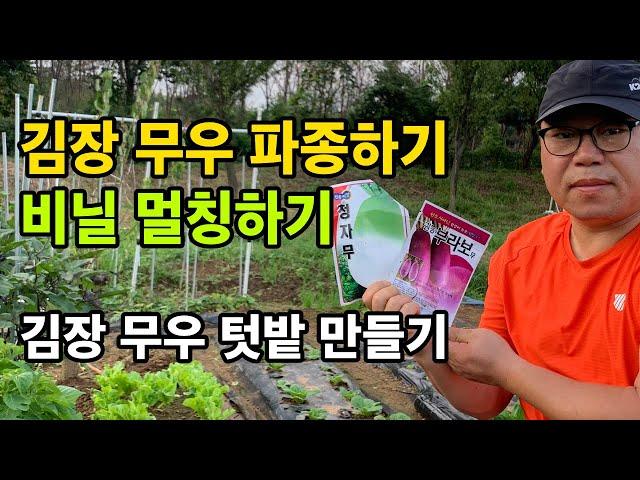 seeding of kimchi radish, seed sowing method, vinyl munching, autumn radish sowing season