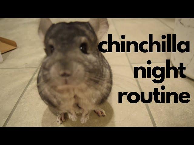 Night Routine With Two Chinchillas