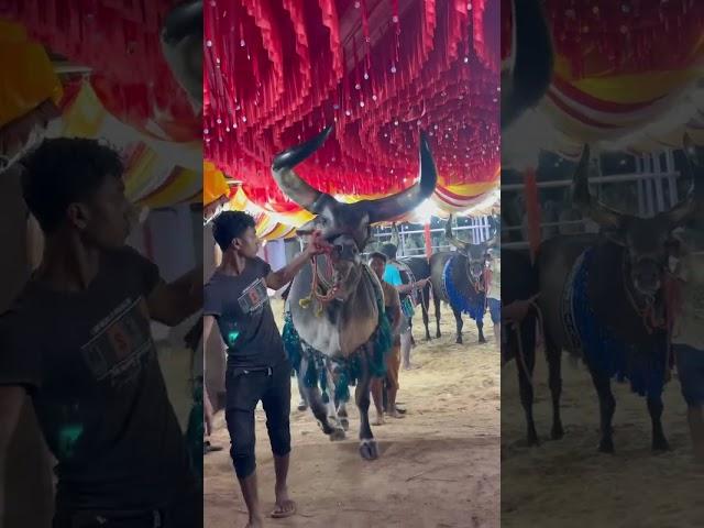 SARTAJ MOST BIGGEST KANKAREJ OF MAAZ CATTLE FARM 2025#shorts#viral#trending#youtubeshorts#reels
