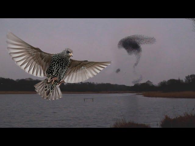 Incredible Starling Murmuration, MUST SEE!!! | Long Version