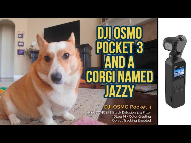 The Pocket 3 is a Corgi Camera?