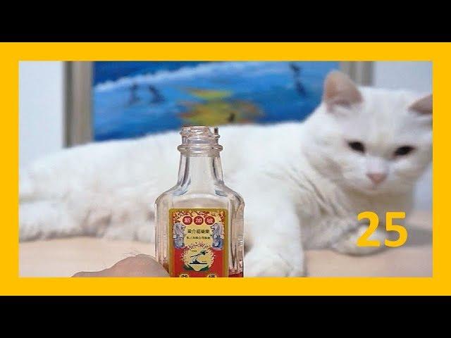 【白胖过来】25 猫一闻到红花油，场面撞裂！