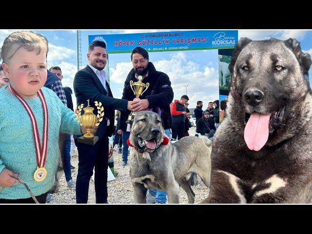 120 DOGS COMPETE FOR THE 1ST PRIZE!!! MEETING OF GIANT DOGS / ANATOLIAN LIONS