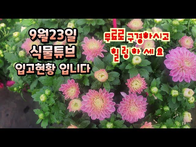 양재동꽃시장 가을 입고 물건들 구경하고 가세요~  식물튜브 국화,아메리칸블루, 남천 등등 #양재꽃시장 #식물튜브 #plant tube