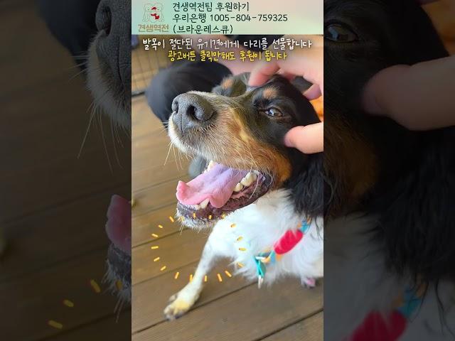 두 발목을 잃은 강아지에게 다리가 되어주기로 했습니다 #워크앤런 #유기견