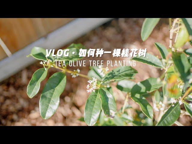 Garden Vlog｜我有桂花树啦美国后院种树指南｜千万不要乱挖坑｜后院铺mulch｜西雅图生活｜一圆又一圆