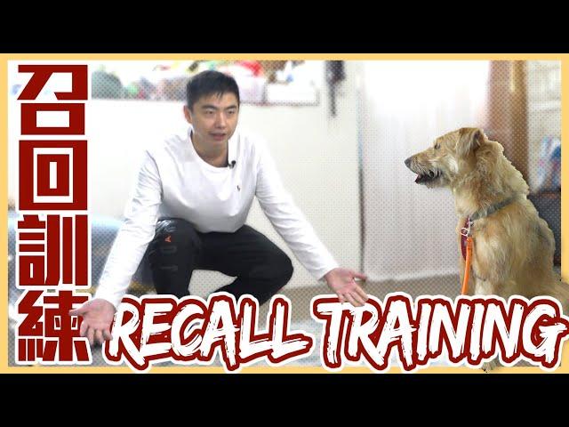 別把口令變成毒藥！#召回訓練 讓你不再追著狗跑！Recall Training｜@熊爸估狗dogtrainer