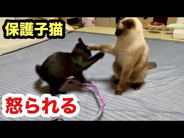 怒られた！女子猫に弱い保護子猫ムサシくん