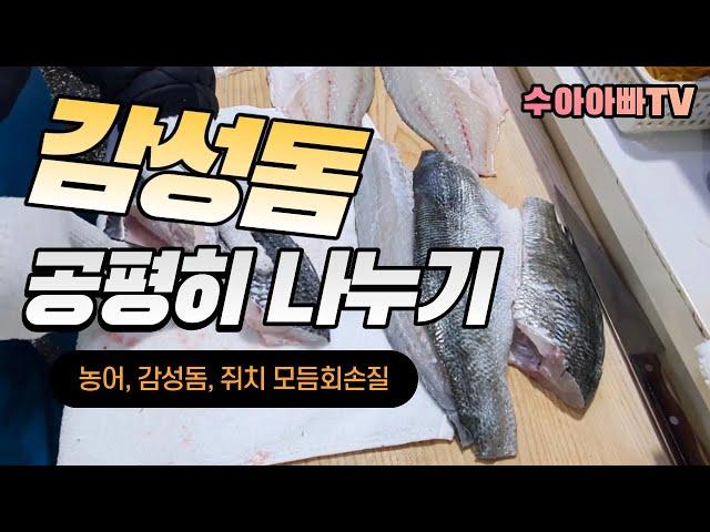 [감성돔 나누기] 2키로씩 주문 2개 반반 나누면 공평. How to fillet Sea bass, Black seabream, Foolfish  [수아아빠TV]