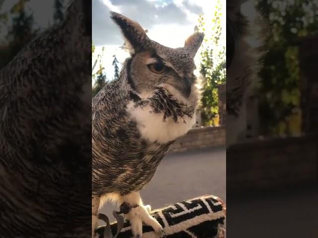 Great horned owl hooting.   #owl #owls #animals #wildlife #adventure #explore #birds