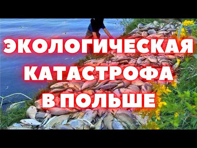 Экологическая катастрофа в Польше мор рыбы произошёл в водохранилище Дзержно Дуже