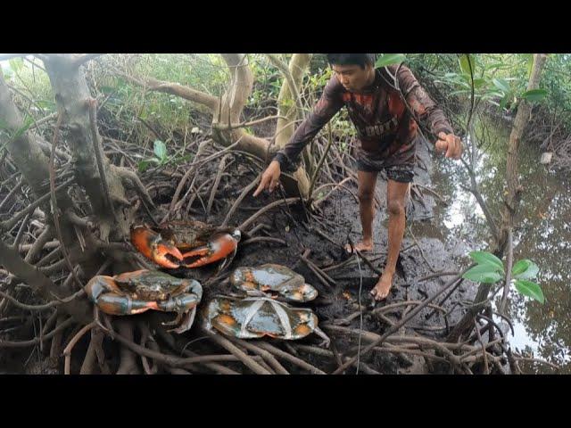 Namangha! Kami sa bakhawan nato! Ang lalaki! ng alimango|Alimango Hunting Ep40