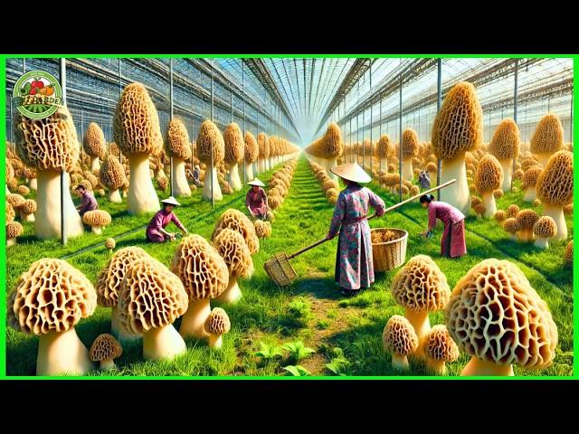 How China farmers cultivate, harvest, and dry morel mushrooms in greenhouses for a thriving market