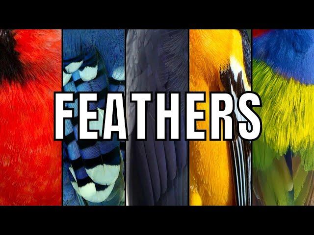 5  INTERESTING FEATHER FACTS