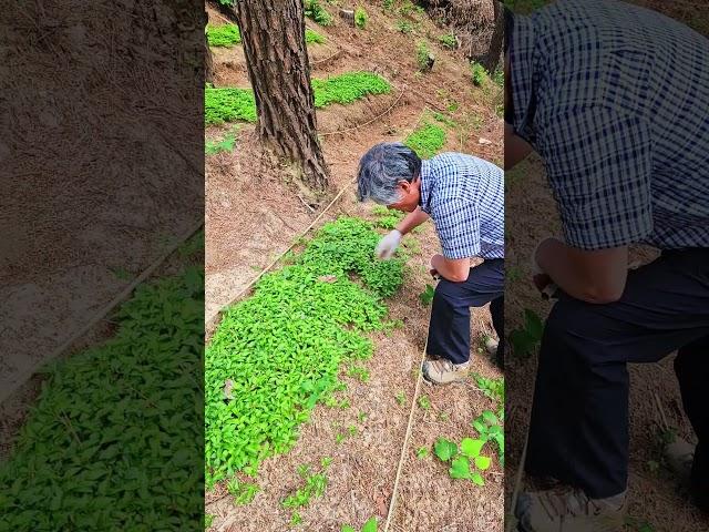 #싱싱포레 #숲경영체험림 #산림청 #산림복합경영 #체험장 #산양삼 #싱싱하우스