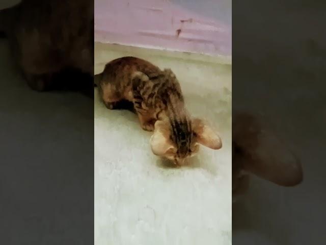‍️️ I am brilliant cat
