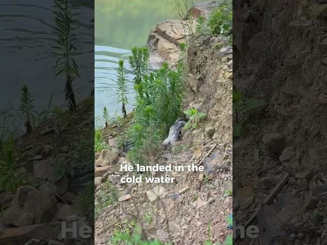 Miko a cat who wants to cross the river #trending #shorts #miko #cat #viralvideo #funny cat