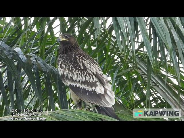 Greater Spotted Eagle @ Chiu S C 7794