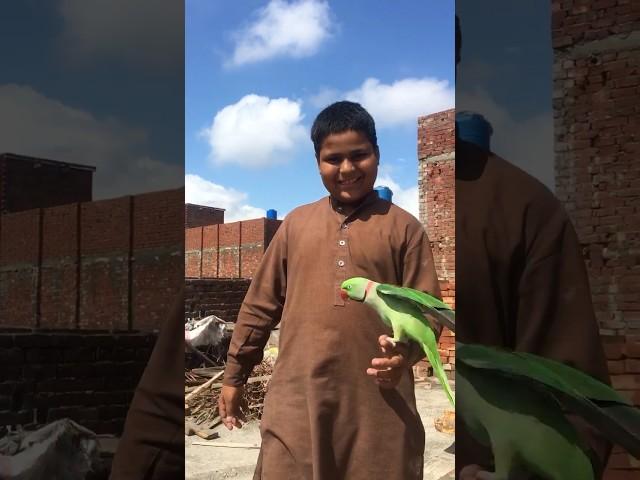 #parrot #mota #viral #video