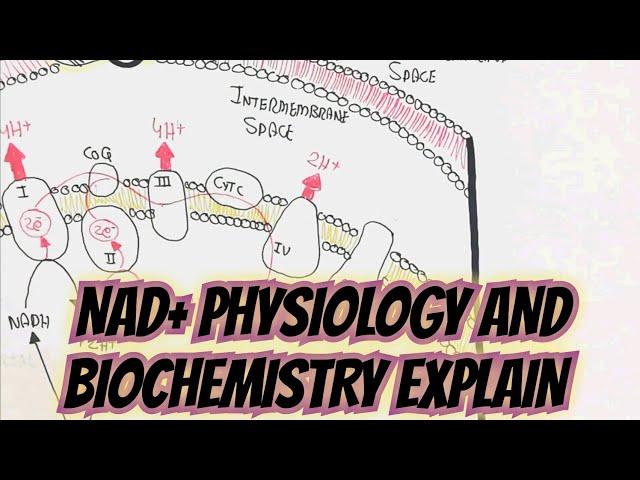 NAD+ Physioloy/Biochemistry Explain @umerfarooqbiology7083