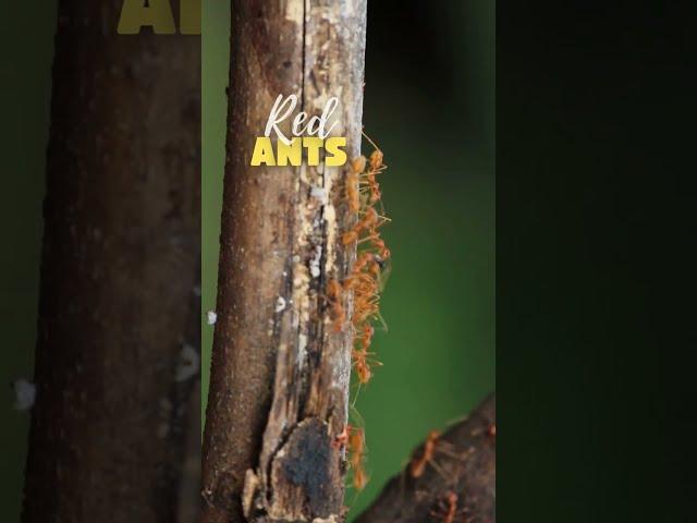 Red Ants (Fire Ants)