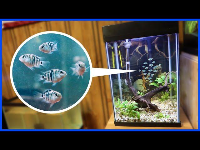 Moving BABY CICHLIDS To Planted Aquarium!