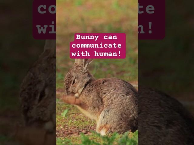 How Bunnies Actually Communicate #bunny #bunnyfacts #pets #facts #shorts