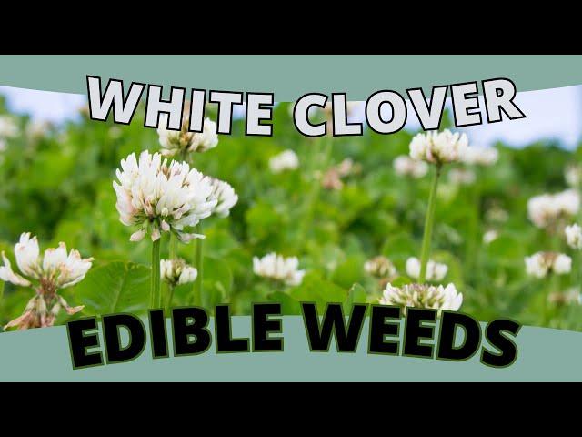 Edible Weed: WHITE CLOVER - A Lucky Find in Your Lawn (Trifolium repens)