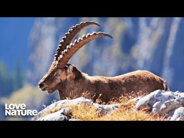 Echoes of the Ice Age (FULL DOCUMENARY) | Love Nature