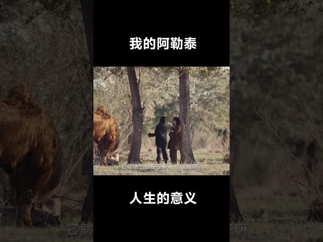 我的阿勒泰 能停止内耗的一句话 #马伊琍 #我的阿勒泰 #新疆