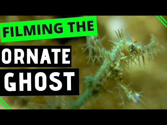 A Baby Ornate Ghost Pipefish - Coolest critter of the week?