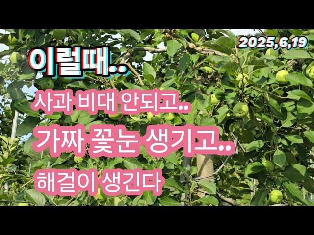 사과나무 이럴때.. 비대 안되고,가짜 꽃눈 생기고,해걸이 생긴다