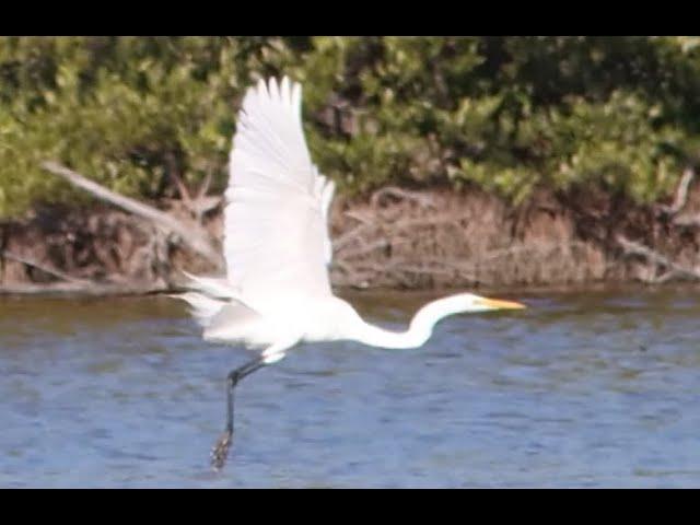 Cayman Waterbird Survey 2022