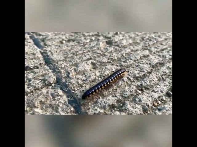 Polydesmida millipedes