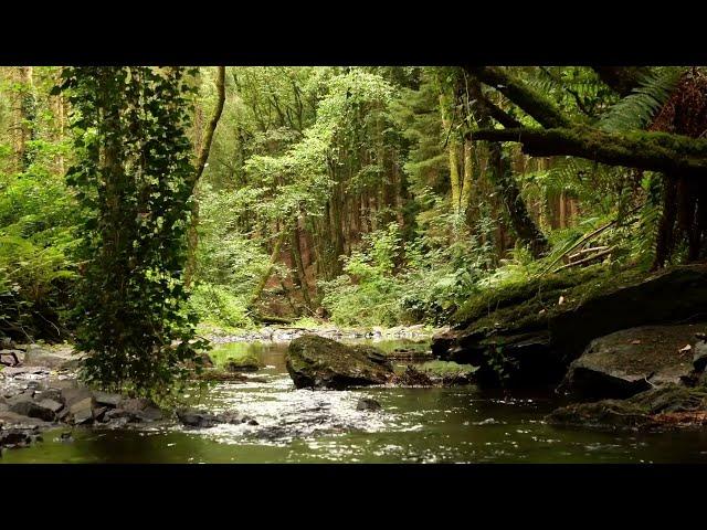 BEAUTIFUL BIRDSONG DEEP IN THE FOREST, RELAXING NATURE SOUNDS, SINGING NIGHTINGALE