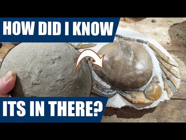 Giant fossil crab: How did I know there was a crab fossil in the rock? And how did it get in there?!