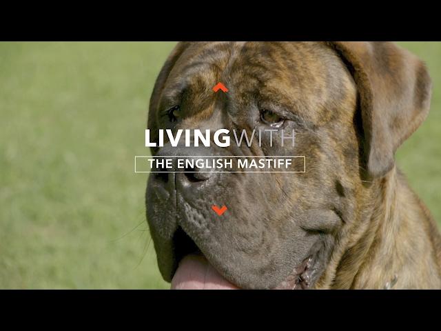 ALL ABOUT LIVING WITH ENGLISH MASTIFFS