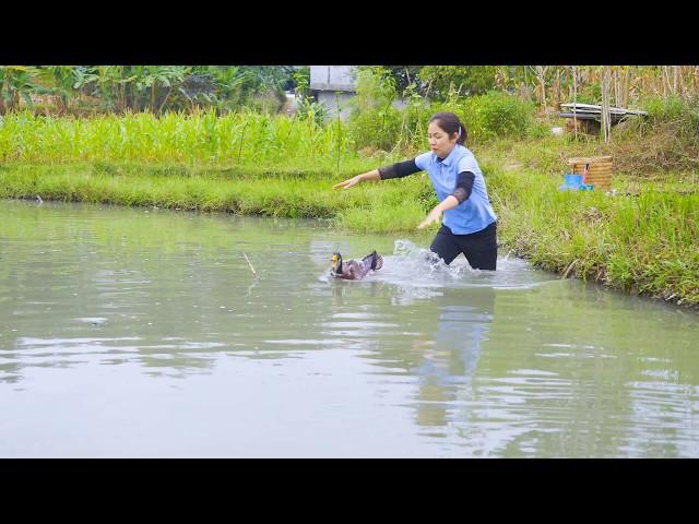 Harvesting Pheasant Chickens Goes To Market Sell - Build a Bamboo Raft for Fishing -Hanna Daily Life