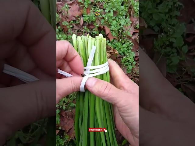 Bundle knot #shorts #knottutorial #diy #knot #rope @DoiT_03