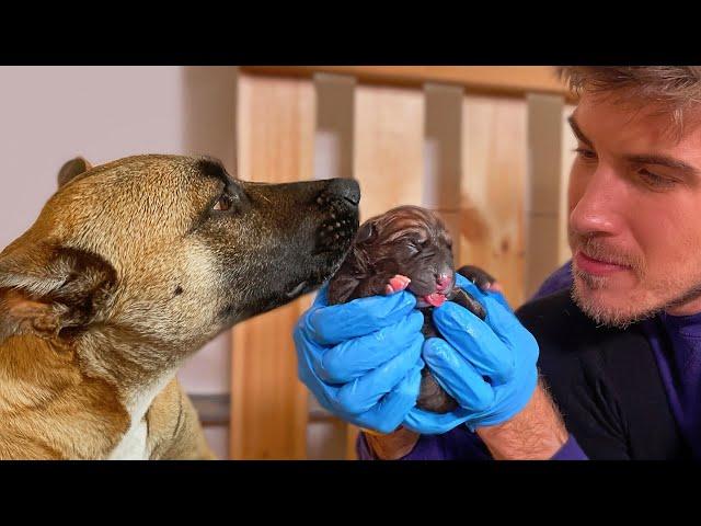 Helping My Pregnant Foster Dog Give Birth To Identical Puppies!