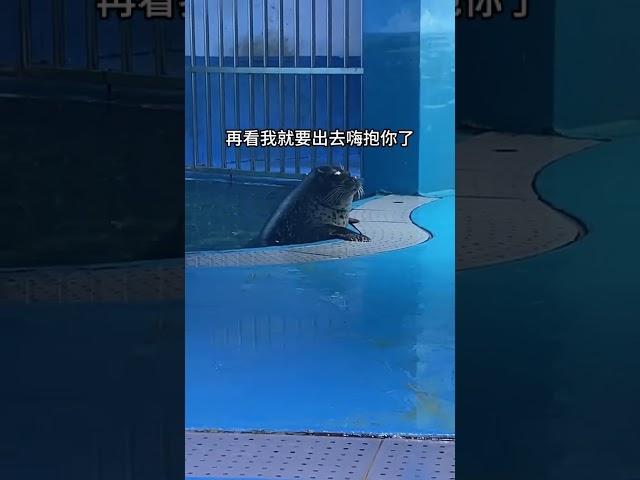 给生活加点甜，和海豹来个嗨抱？给生活加点甜每天都快乐一点