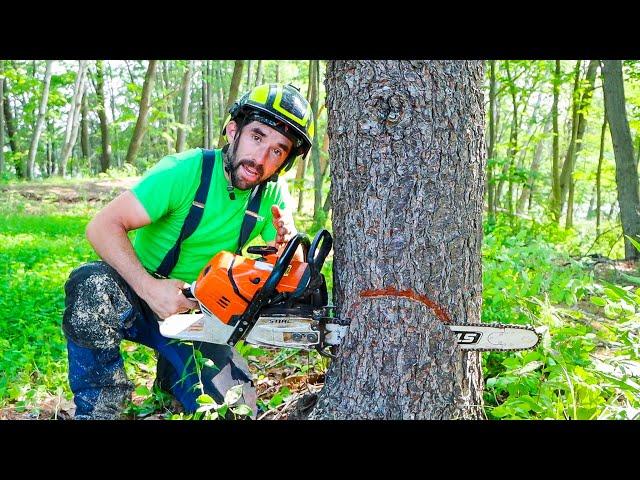 BEGINNER GUIDE TO CUTTING A TREE