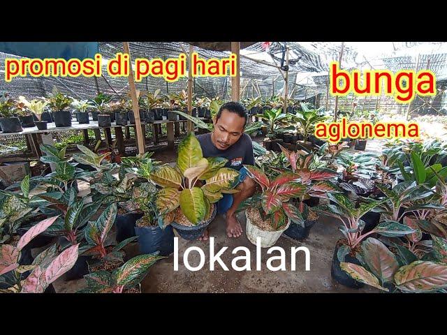 promosi bunga aglonema lokalan