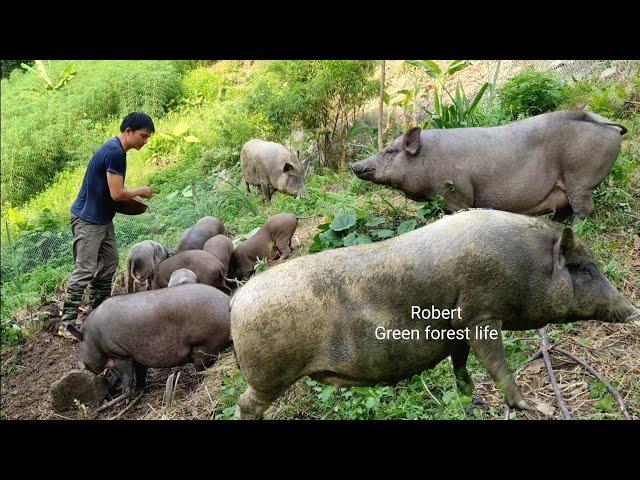 A journey of survival (part 1). Raising livestock, and growing crops. Robert | Green forest life